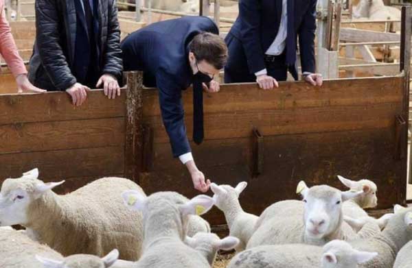 Macron-salon-mouton.jpg